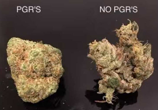 What is PGR Weed & PGR Weed vs. Natural Weed & How to Spot